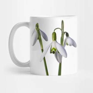 Snowdrops 3, a floral bouquet Mug